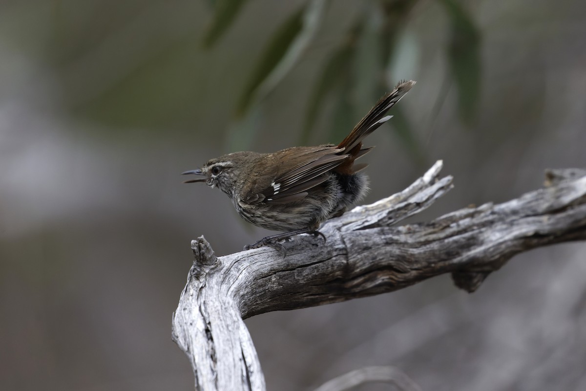 Shy Heathwren - ML645626906