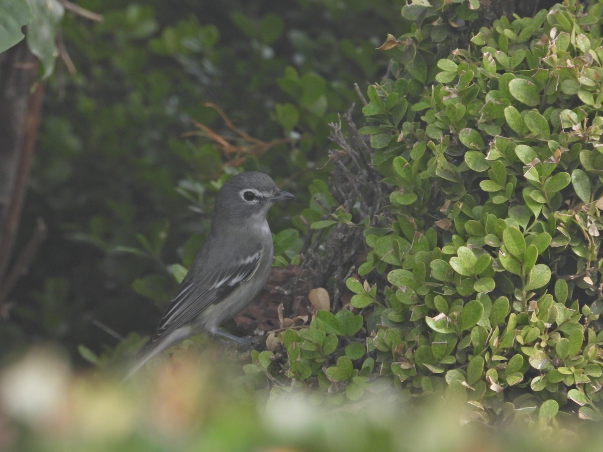 Plumbeous Vireo - ML645626909