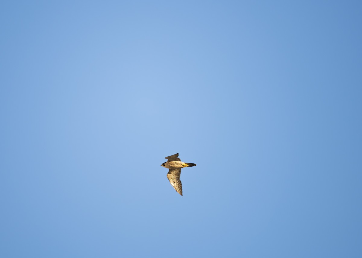 sokol stěhovavý - ML645626915