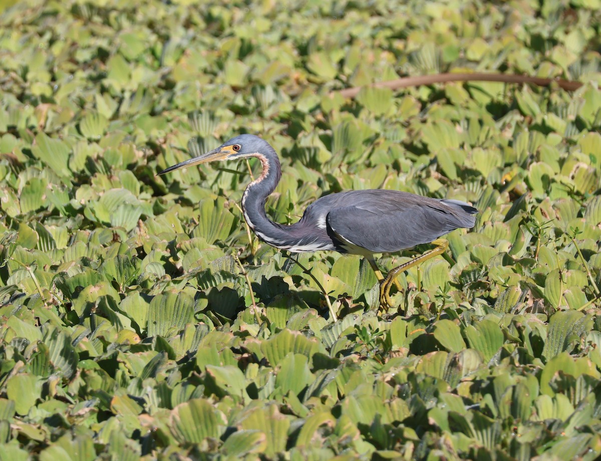Tricolored Heron - ML645626916