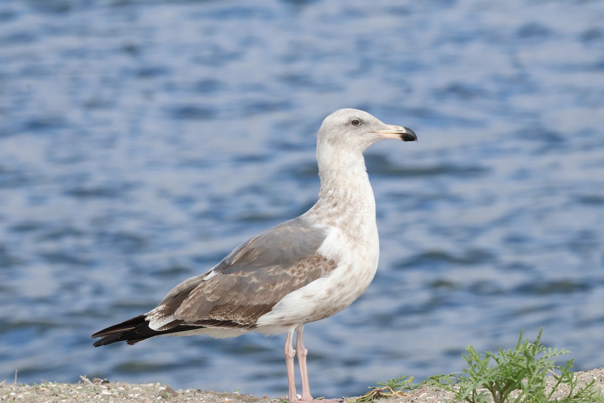 Западная чайка - ML645626918