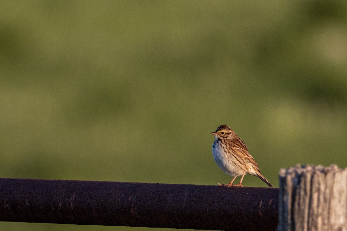 Savannah Sparrow - ML645626919