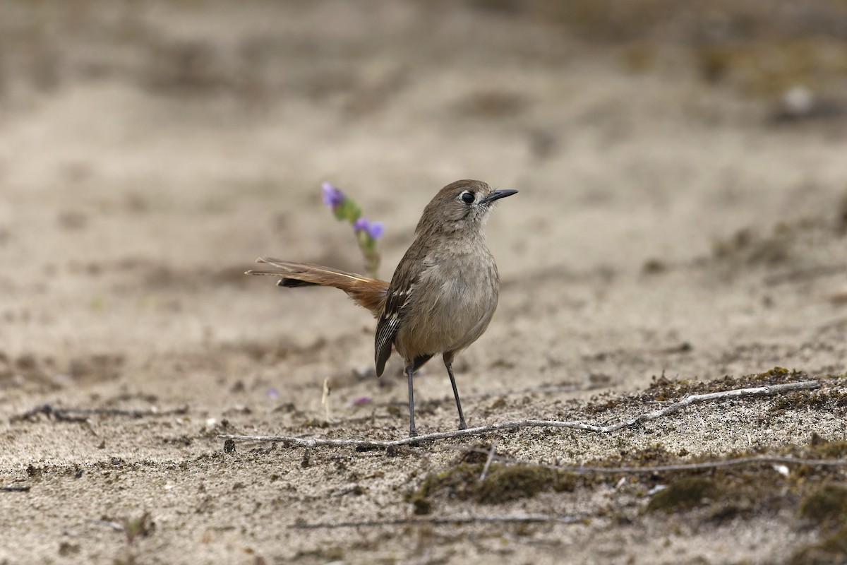 Southern Scrub-Robin - ML645626925