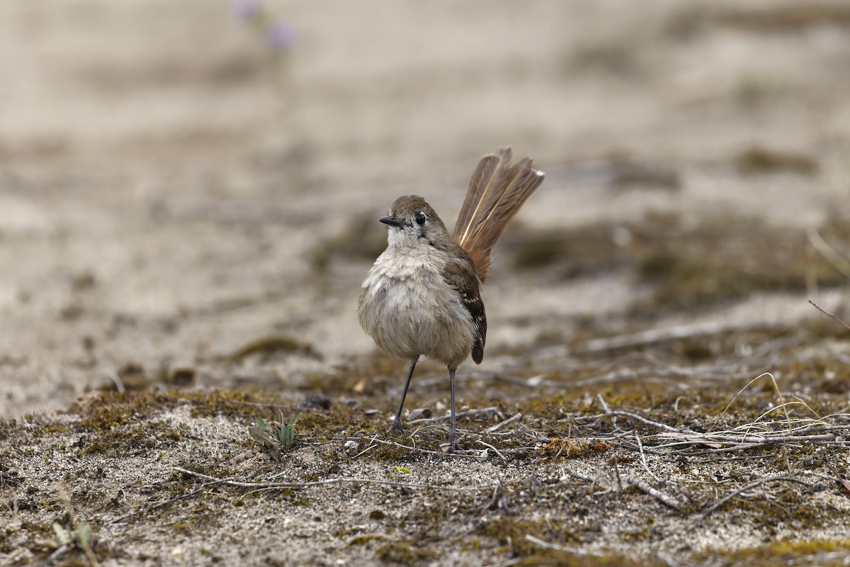 Southern Scrub-Robin - ML645626926