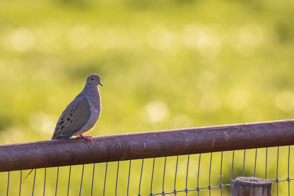 ナゲキバト - ML645626928