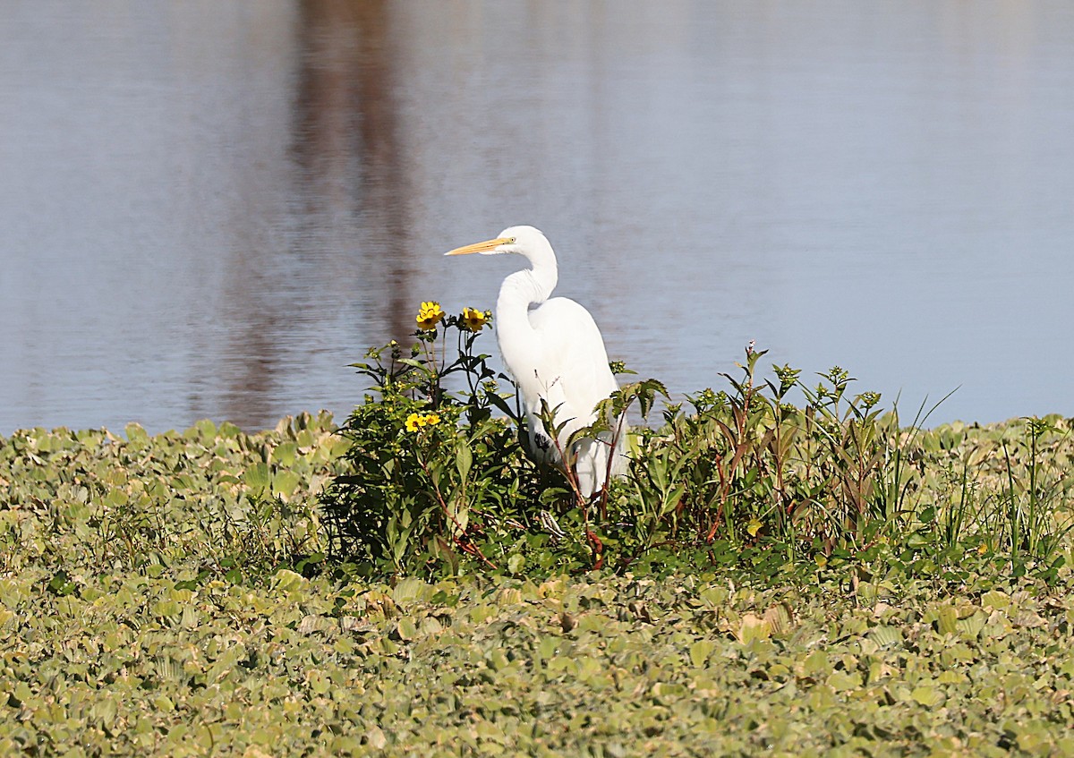 Great Egret - ML645626946
