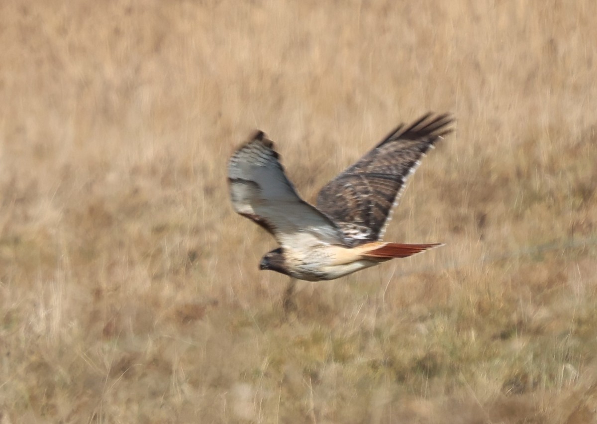 Red-tailed Hawk - ML645626948