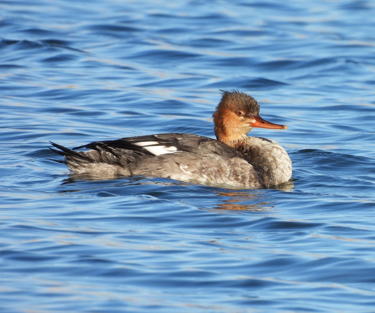 Red-breasted Merganser - ML645626956