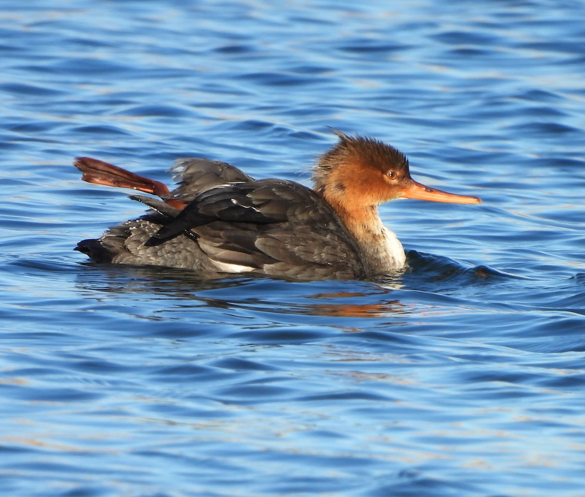 Red-breasted Merganser - ML645626957