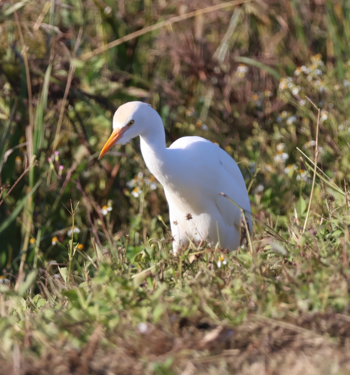 Western Cattle-Egret - ML645626959