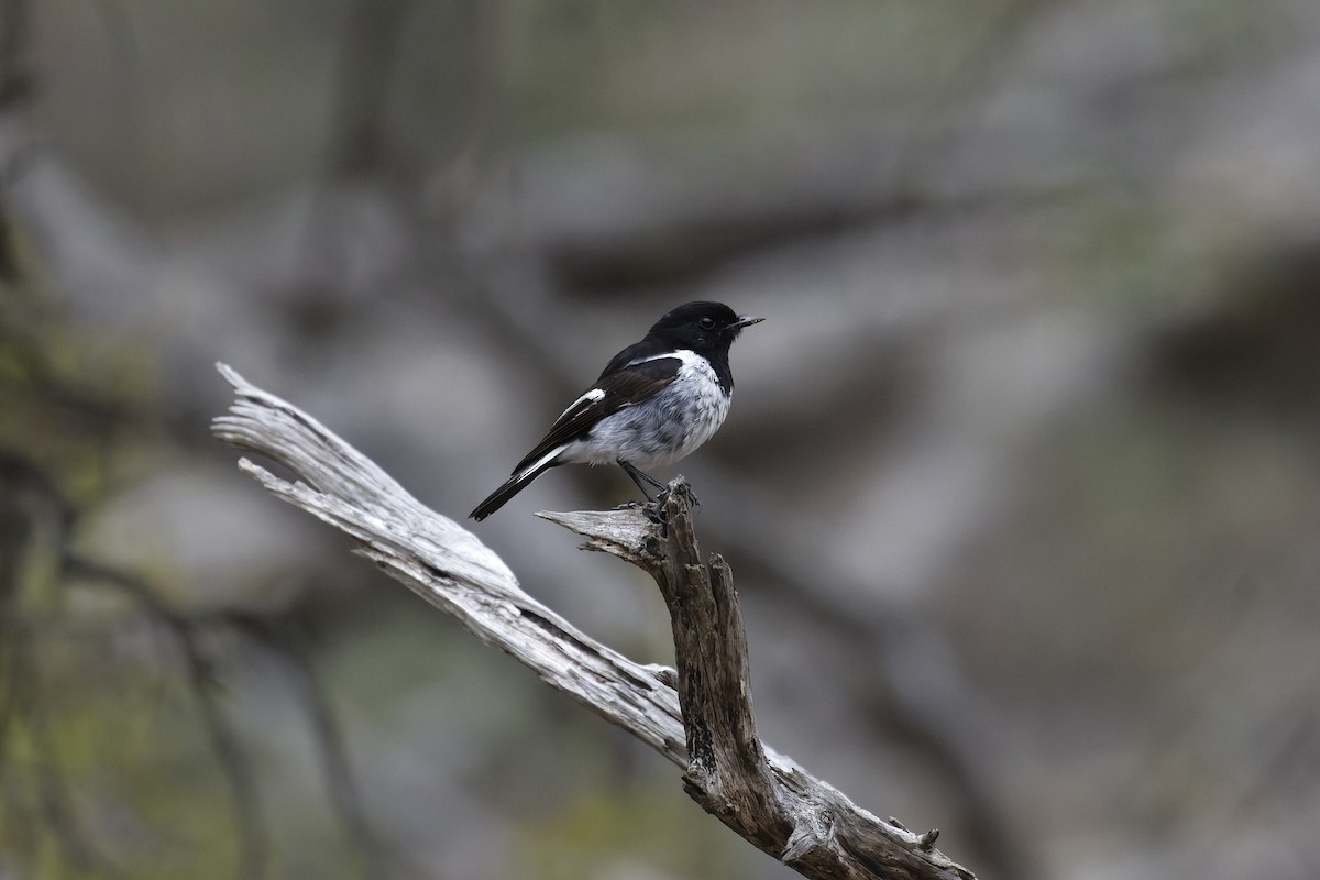 kutteflueskvett - ML645626961