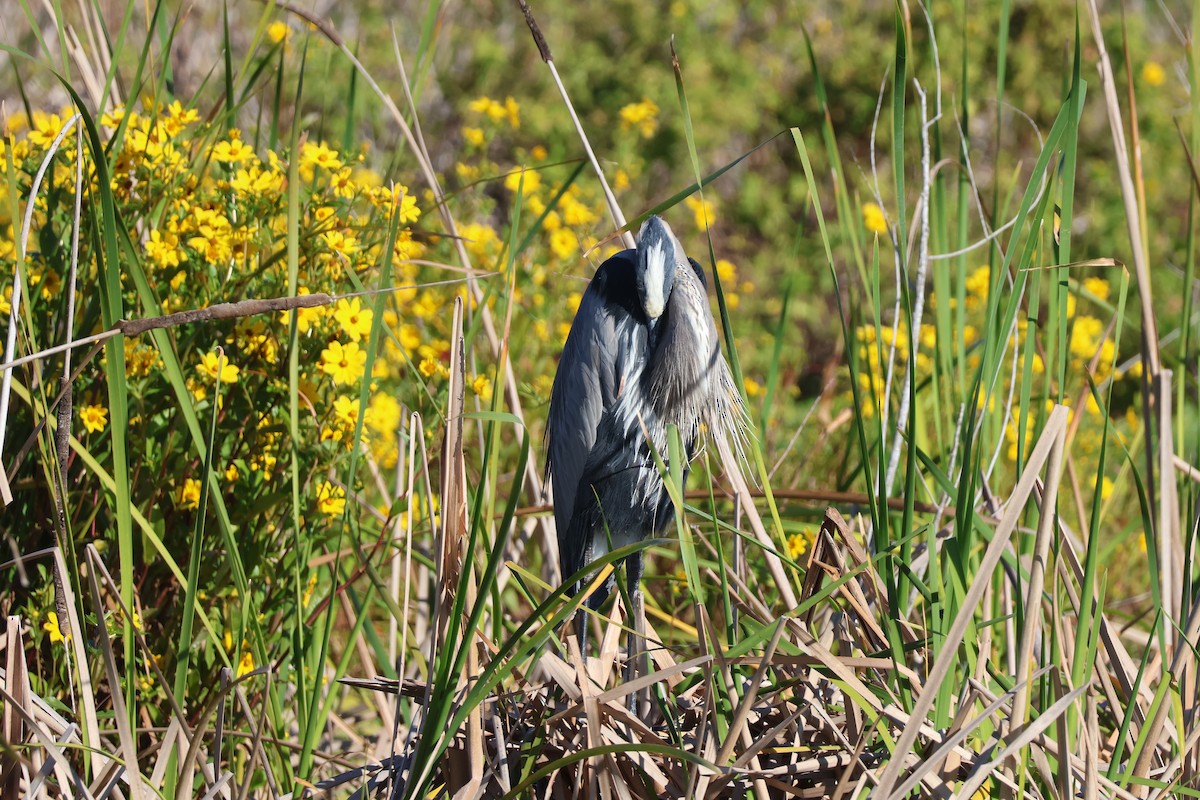 Great Blue Heron - ML645626966