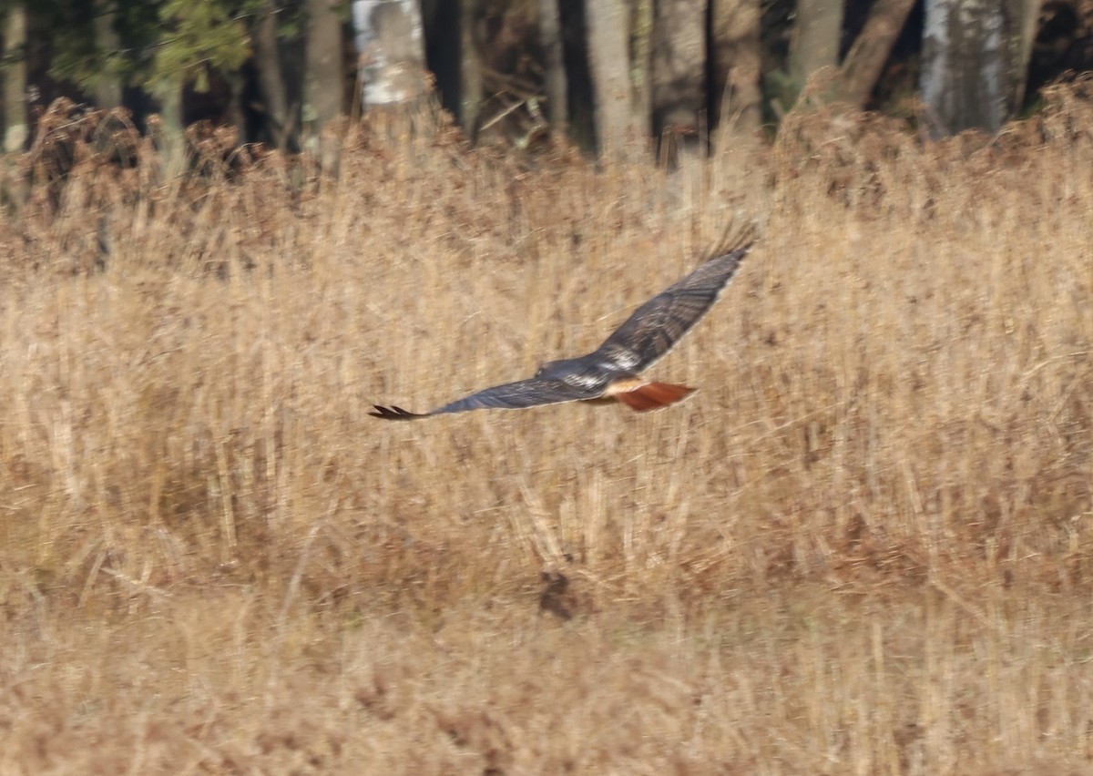 Red-tailed Hawk - ML645626967