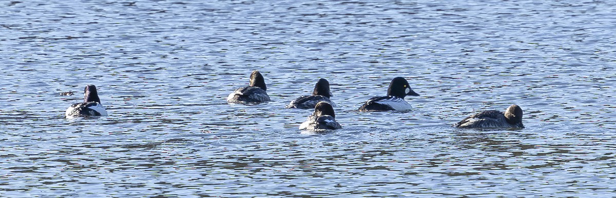 Common Goldeneye - ML645626974