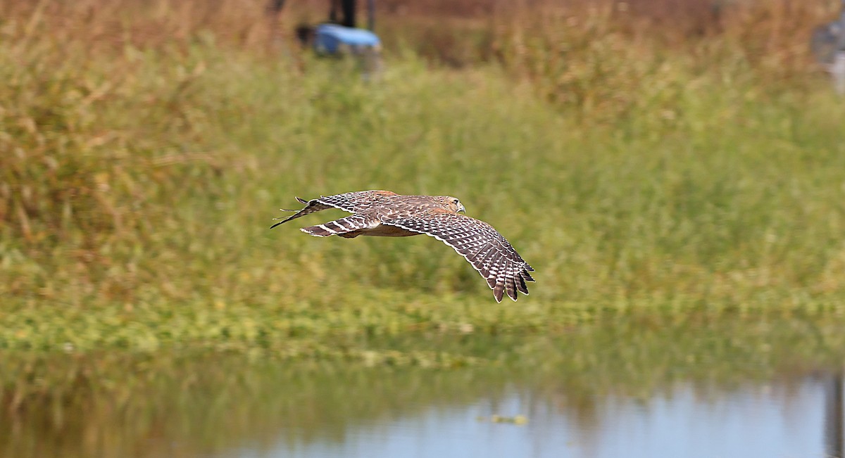 Red-shouldered Hawk - ML645626976