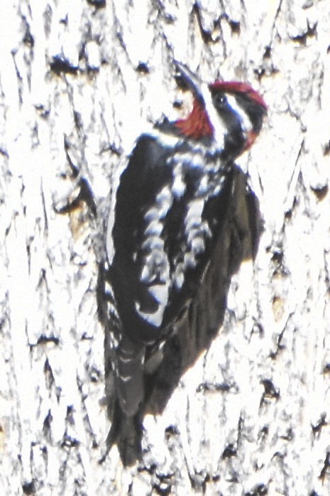 Red-naped Sapsucker - ML645626978
