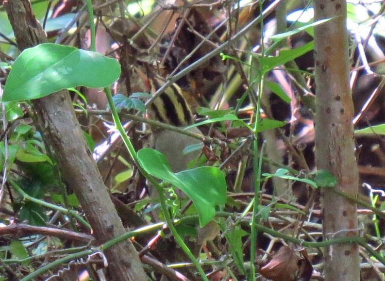 Worm-eating Warbler - ML645626981