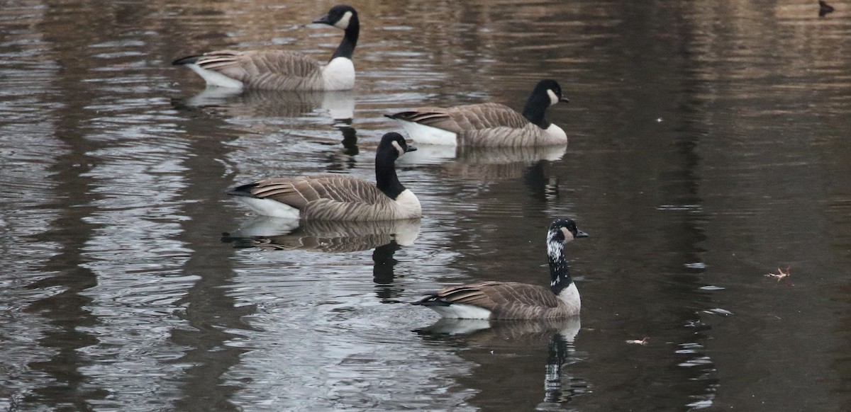 Canada Goose - ML645626982