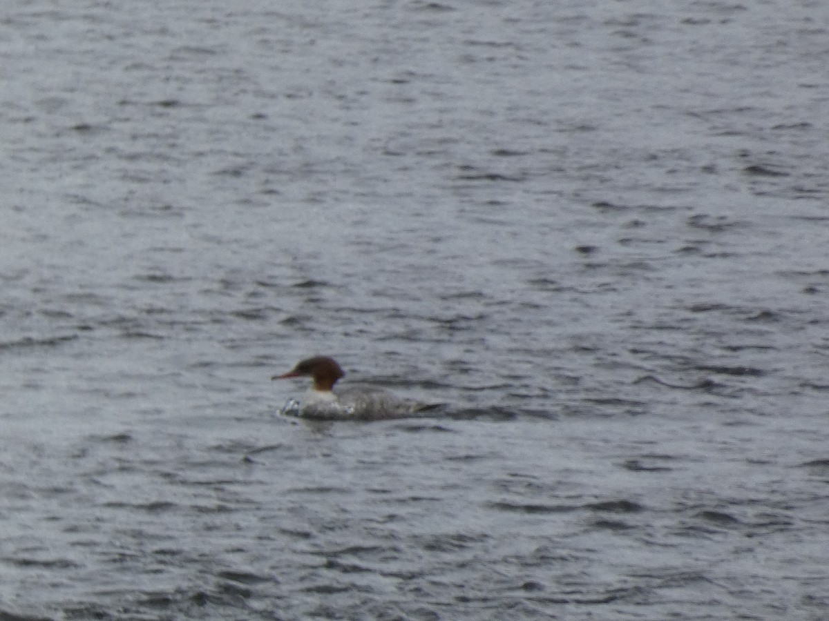 川秋沙(merganser/orientalis) - ML645626985