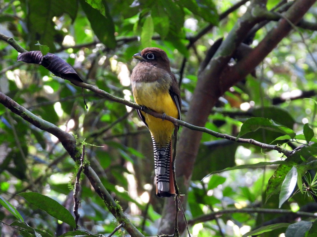 Graceful Black-throated Trogon - ML645626990