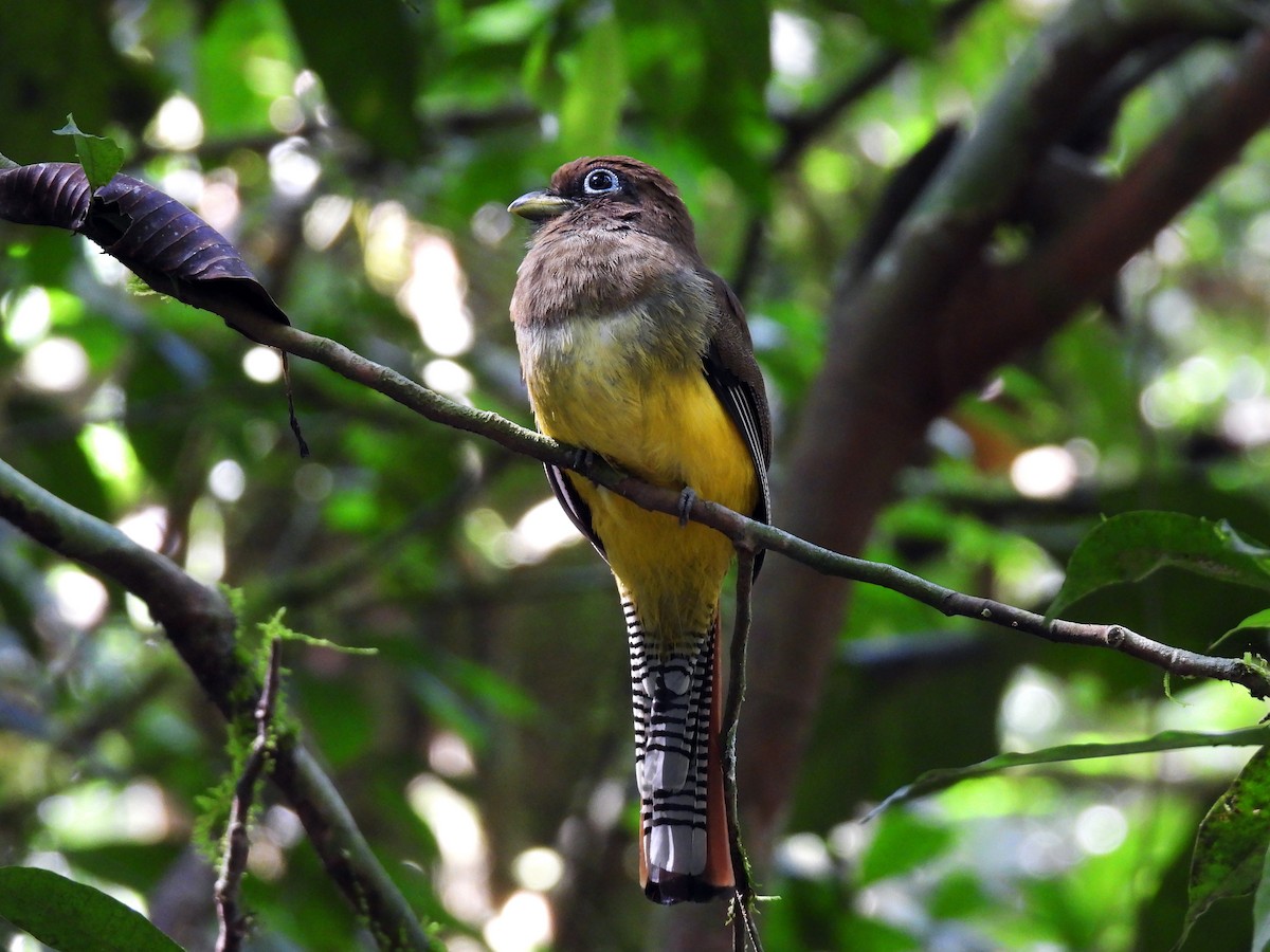 Graceful Black-throated Trogon - ML645626993
