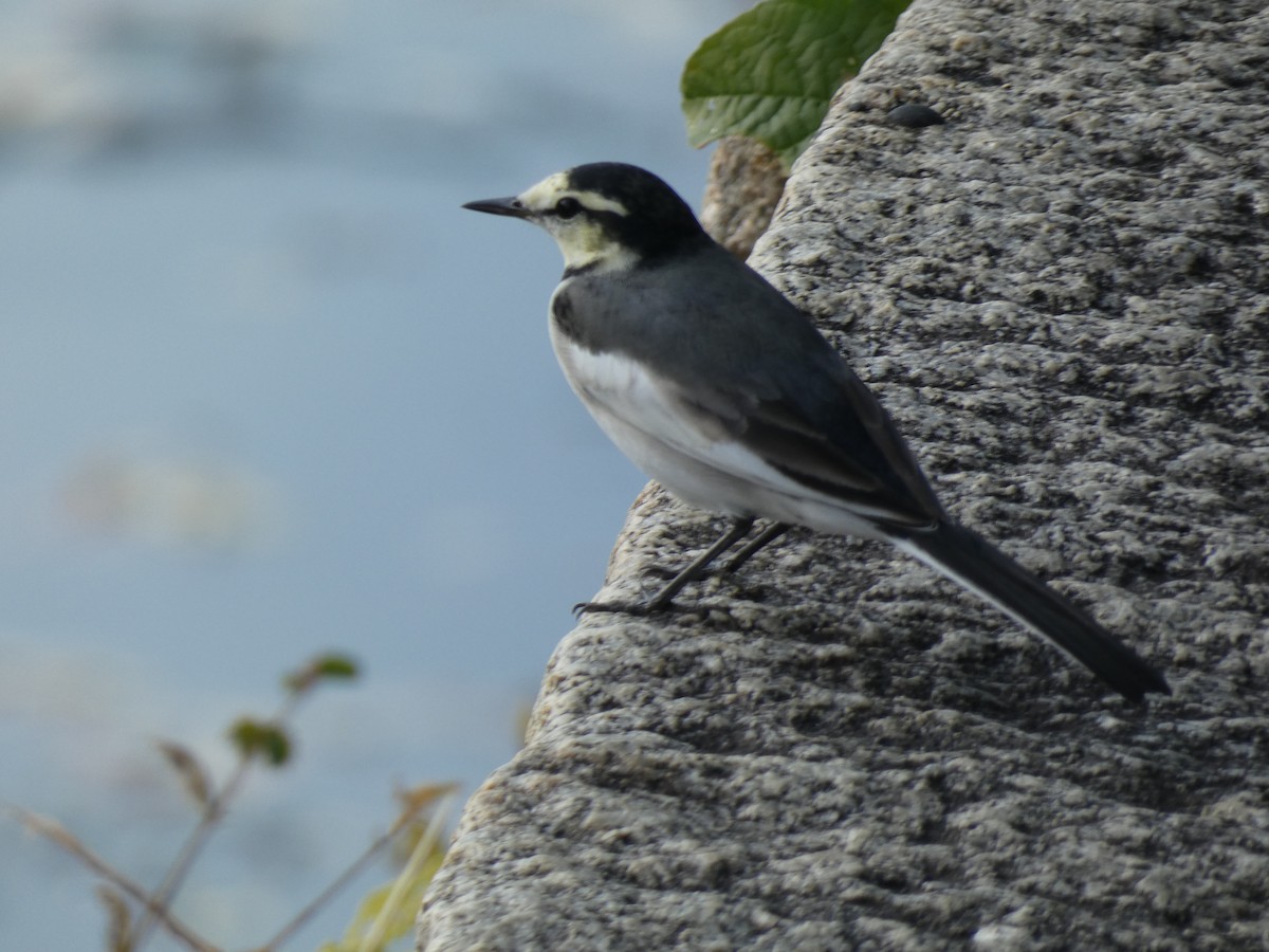 白鶺鴒(黑背眼紋) - ML645626994