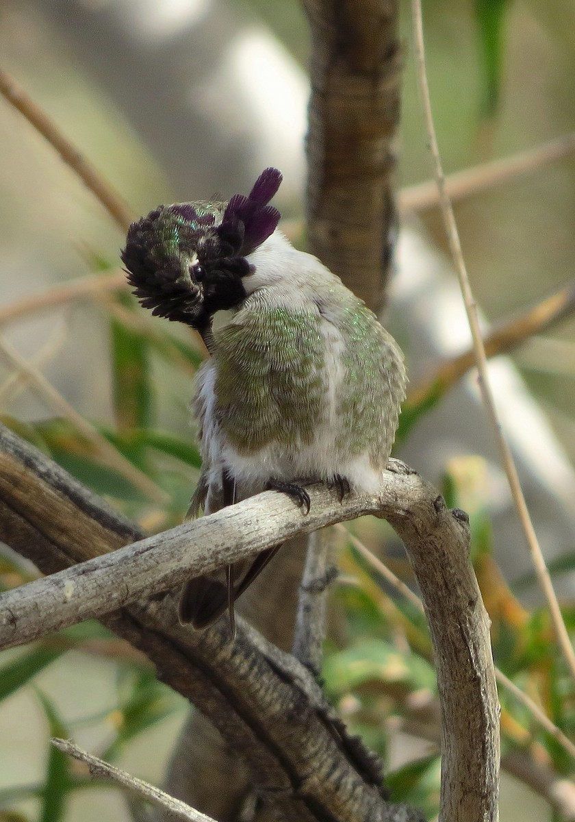 Costa's Hummingbird - ML645626998
