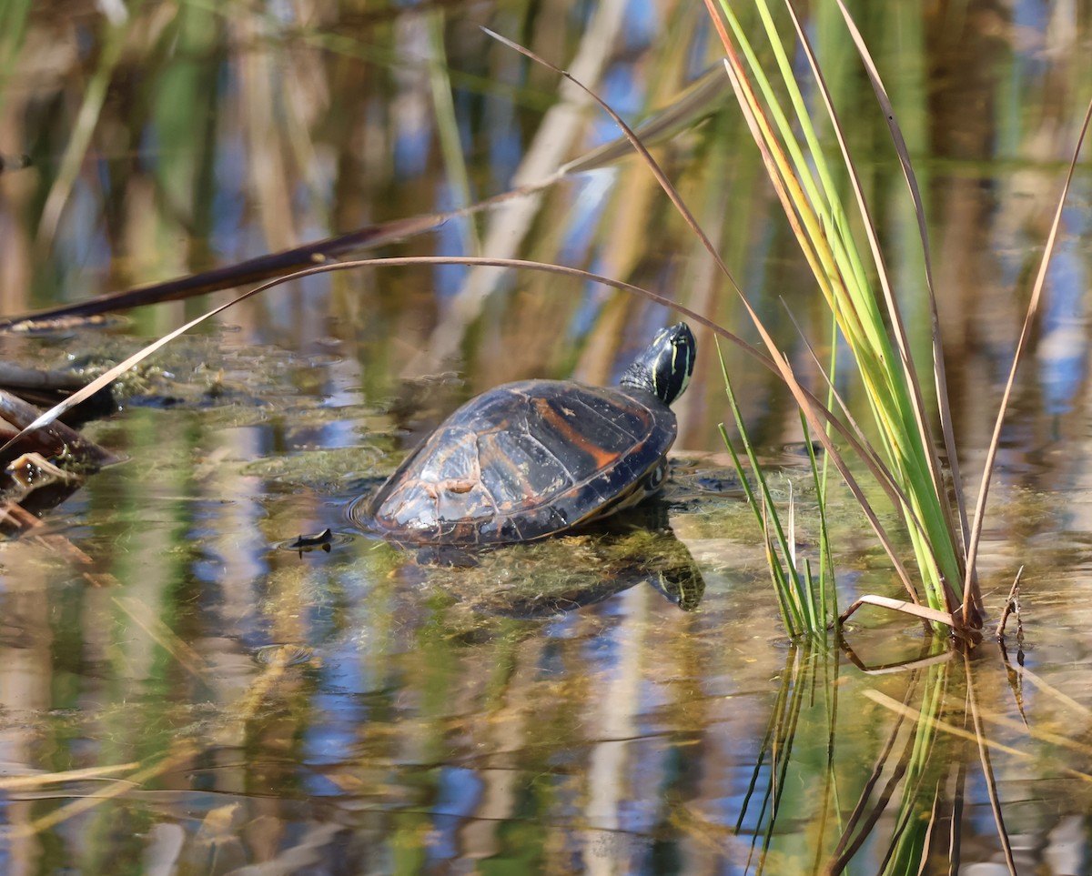 Reptiles - ML645627013