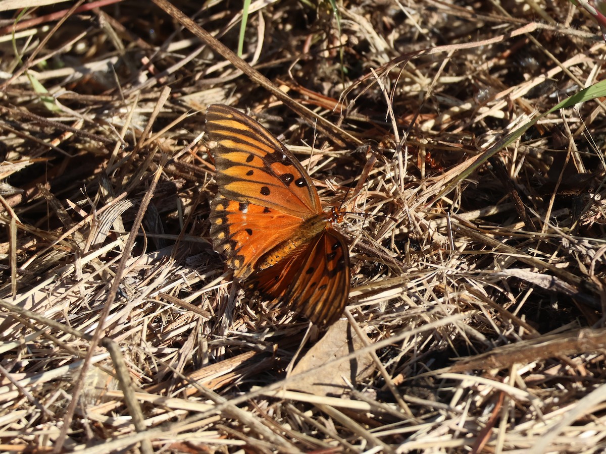 Insects - ML645627015