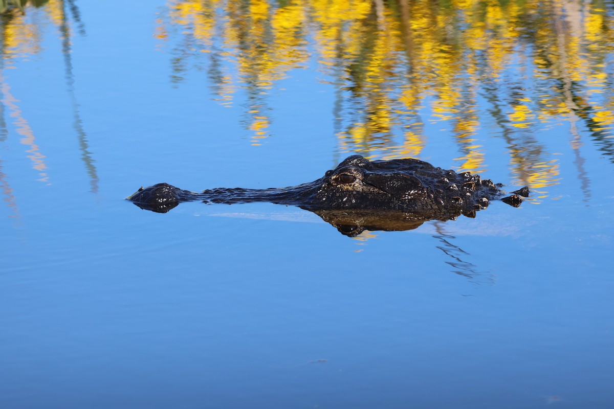 American Alligator - ML645627016