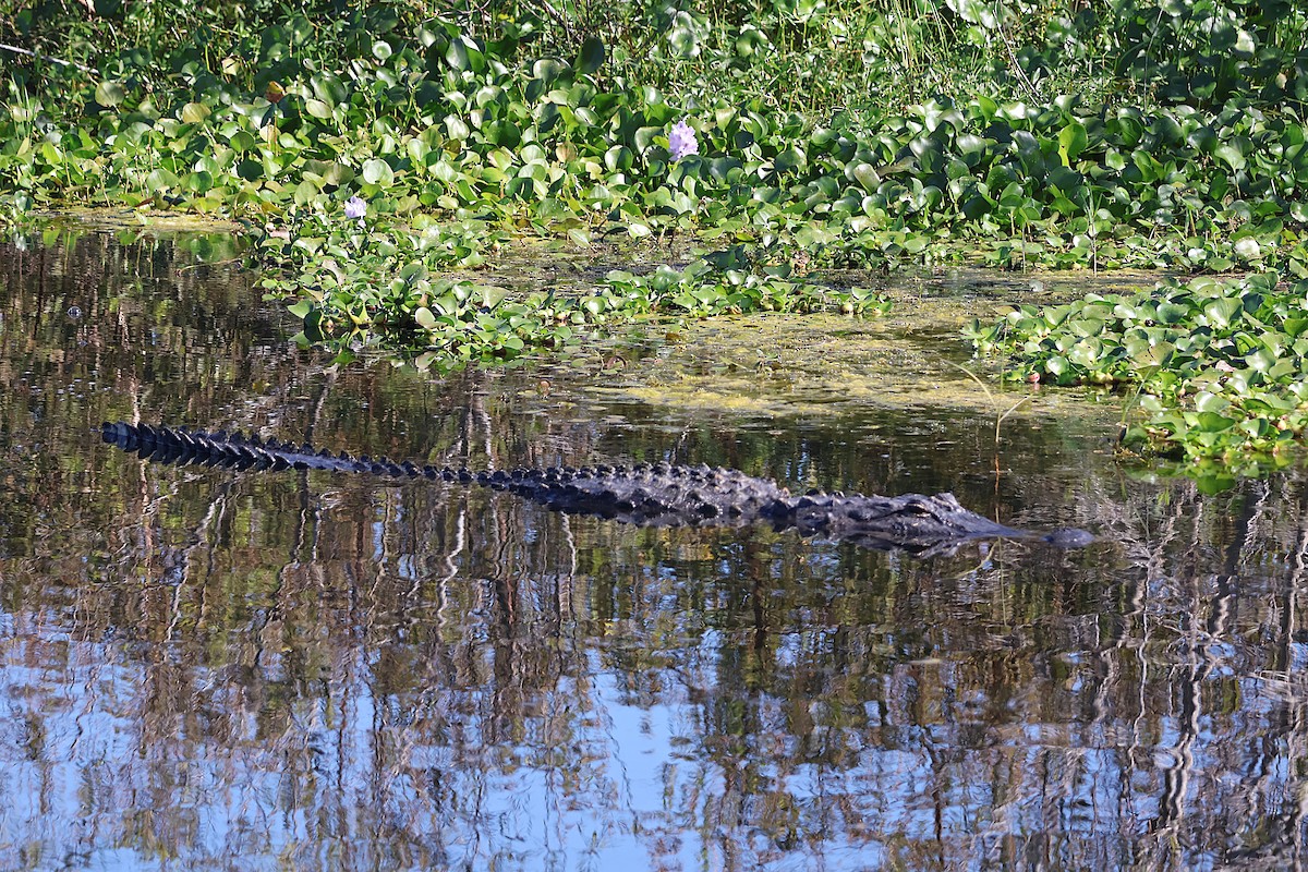 American Alligator - ML645627020