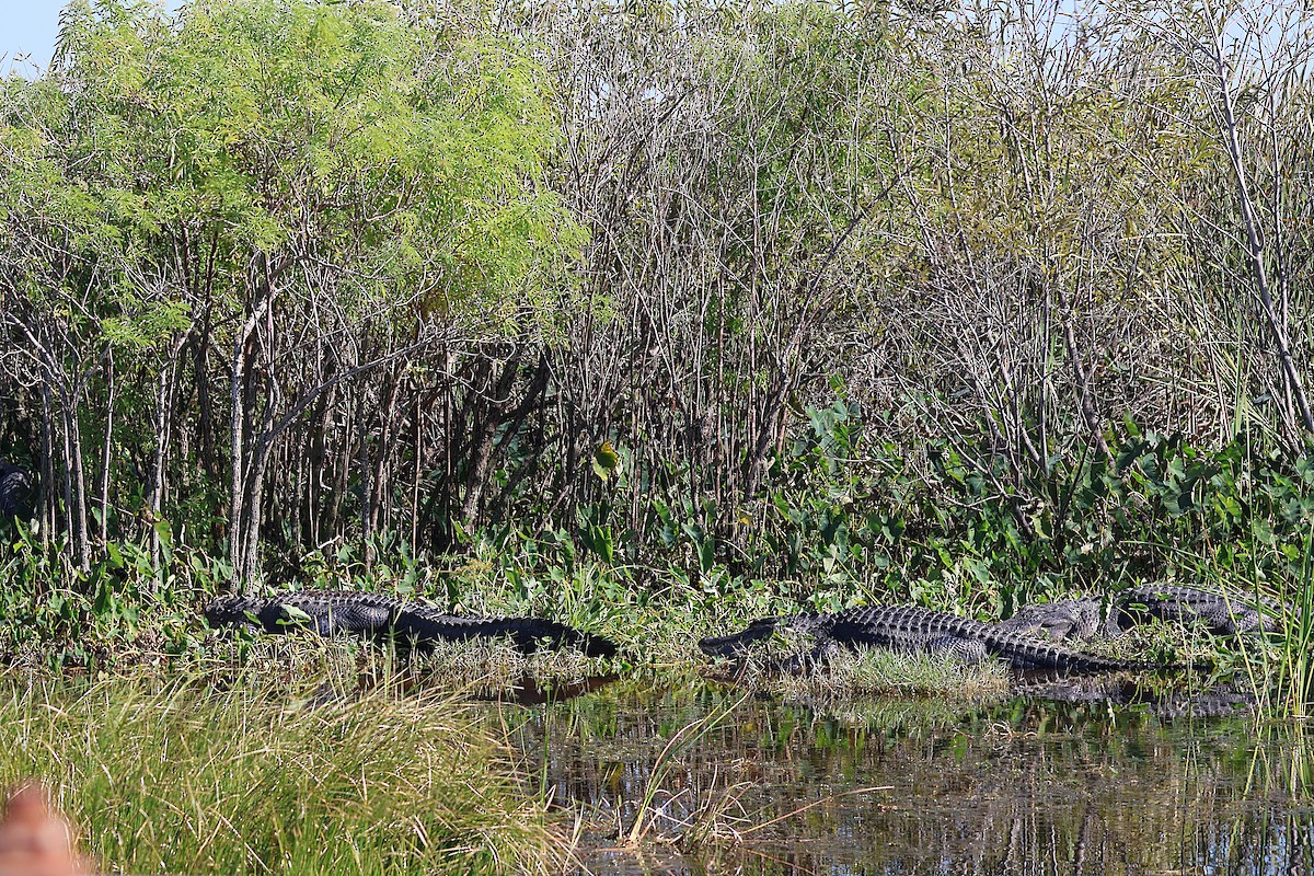 American Alligator - ML645627021