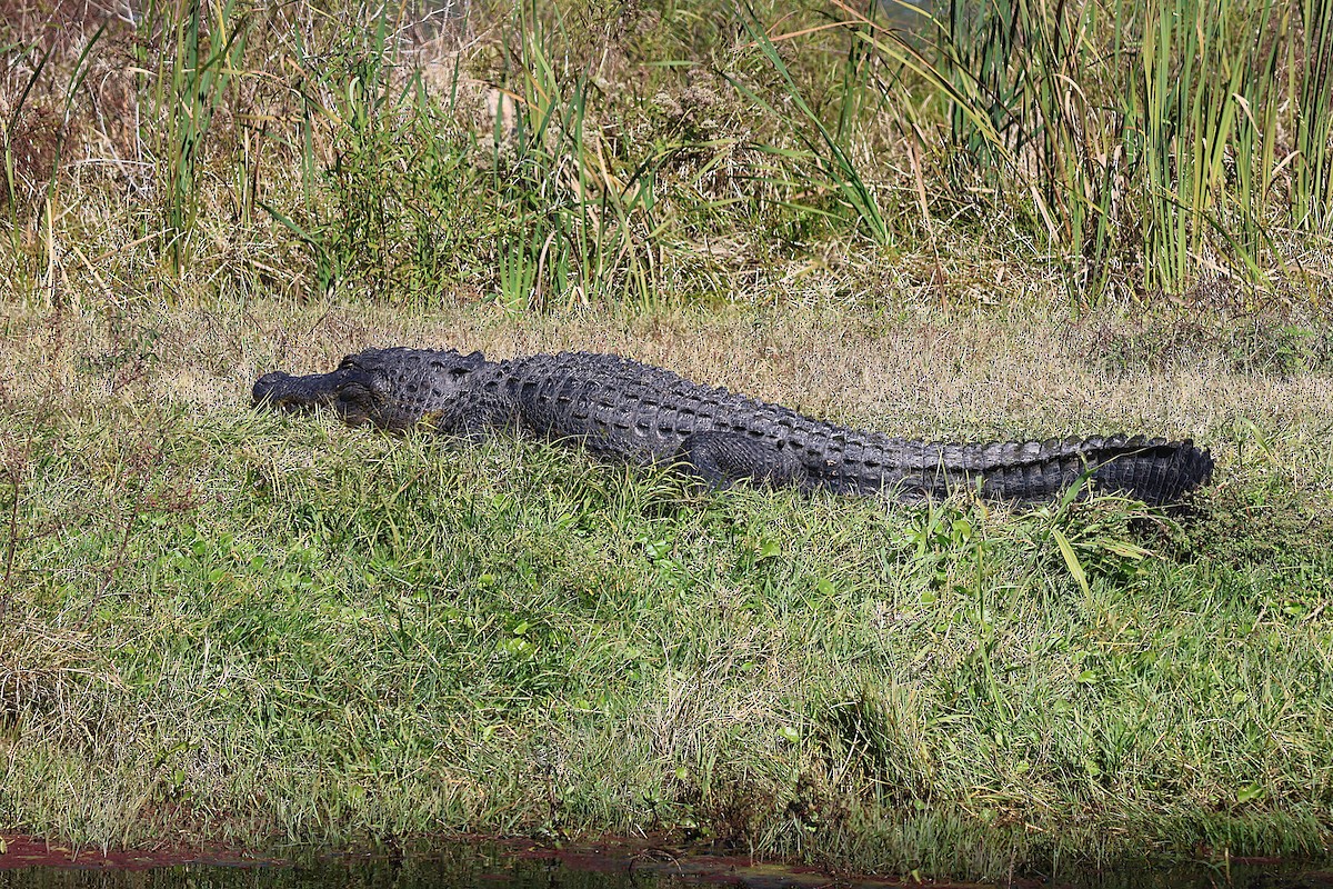 American Alligator - ML645627022