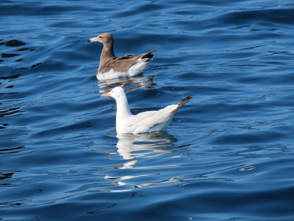 Slender-billed Gull - ML645627024