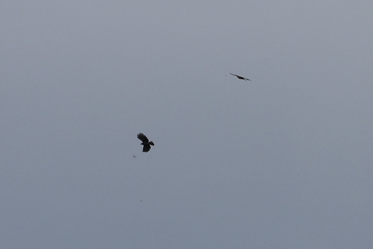 Hook-billed Kite - ML645627028