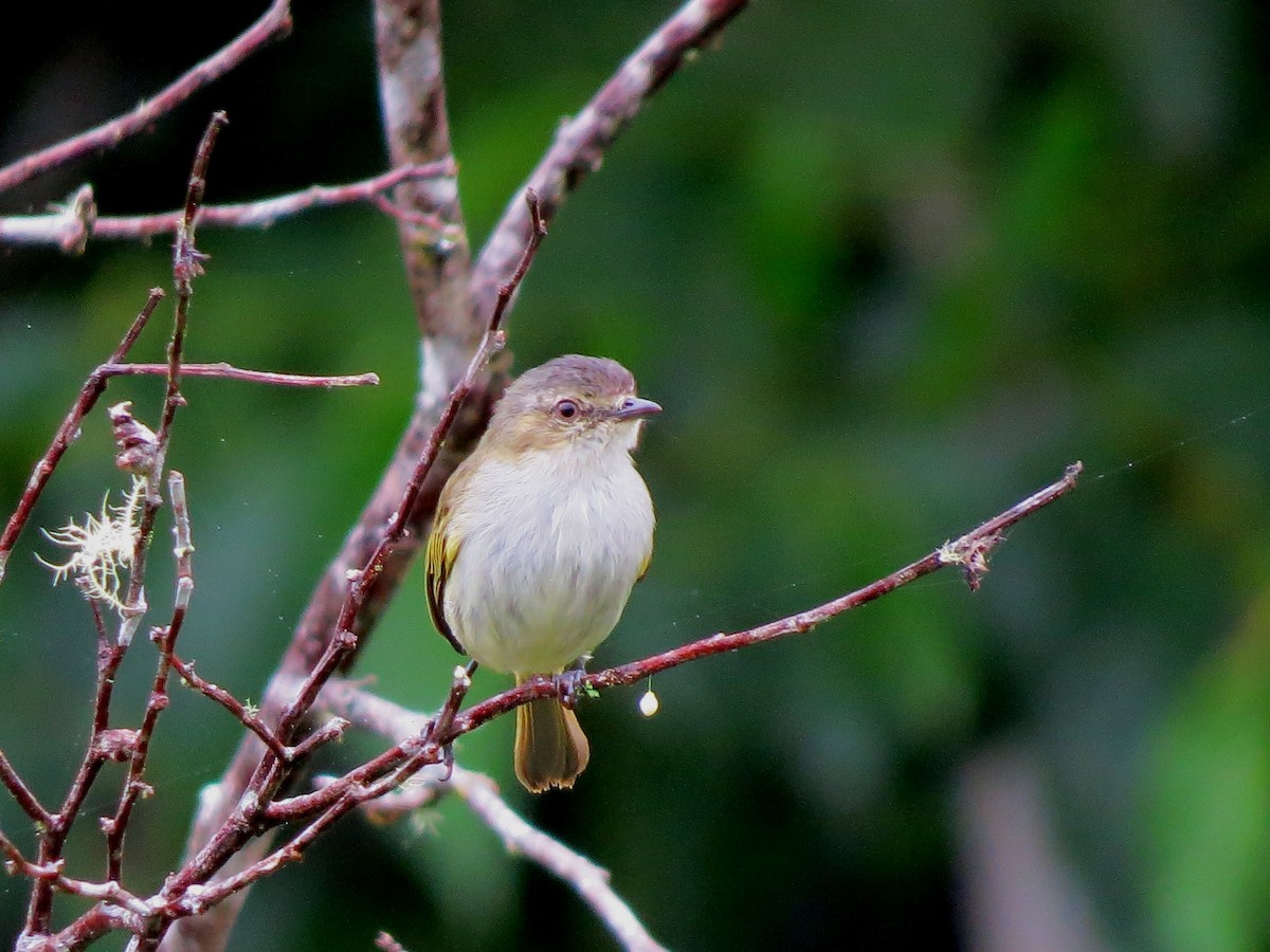 Mistletoe Tyrannulet - ML645627033