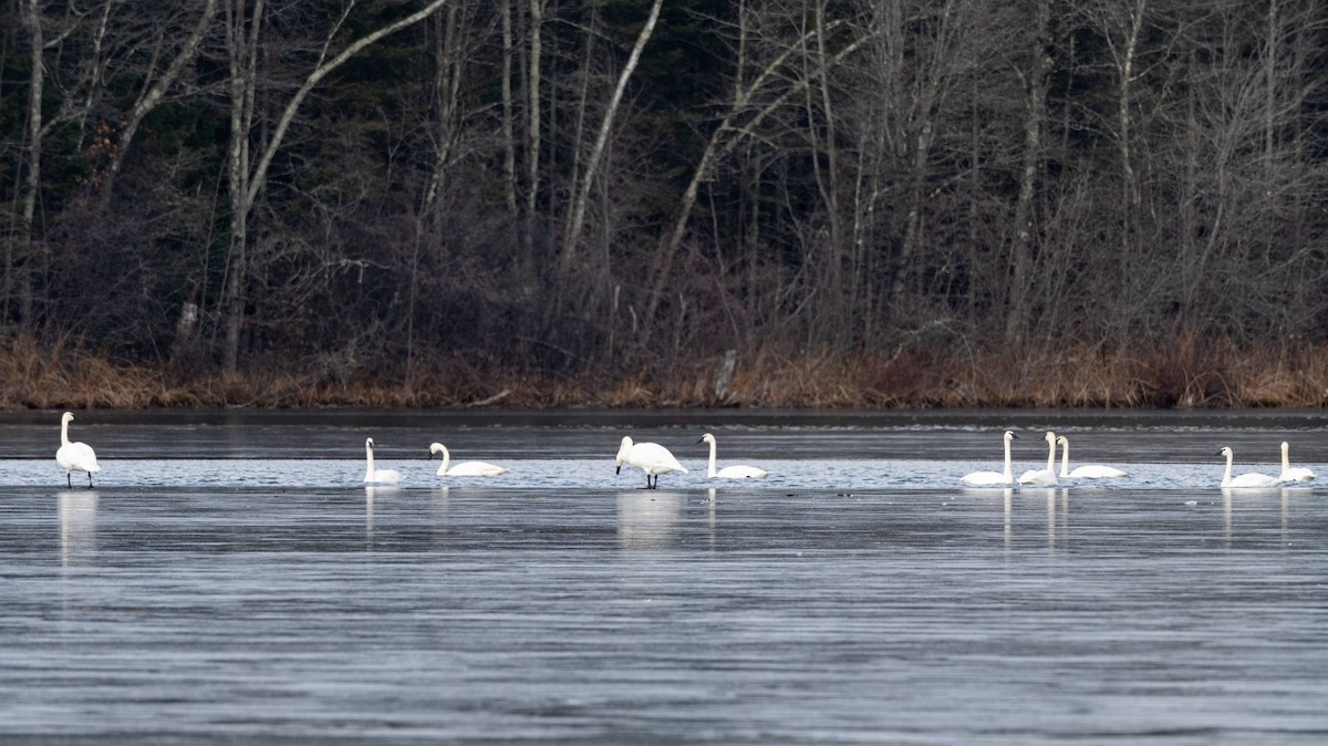 Trumpeter Swan - ML645627034