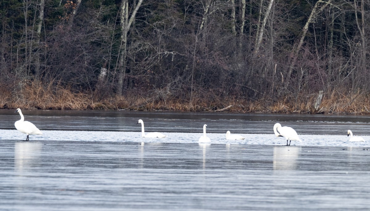 Trumpeter Swan - ML645627039
