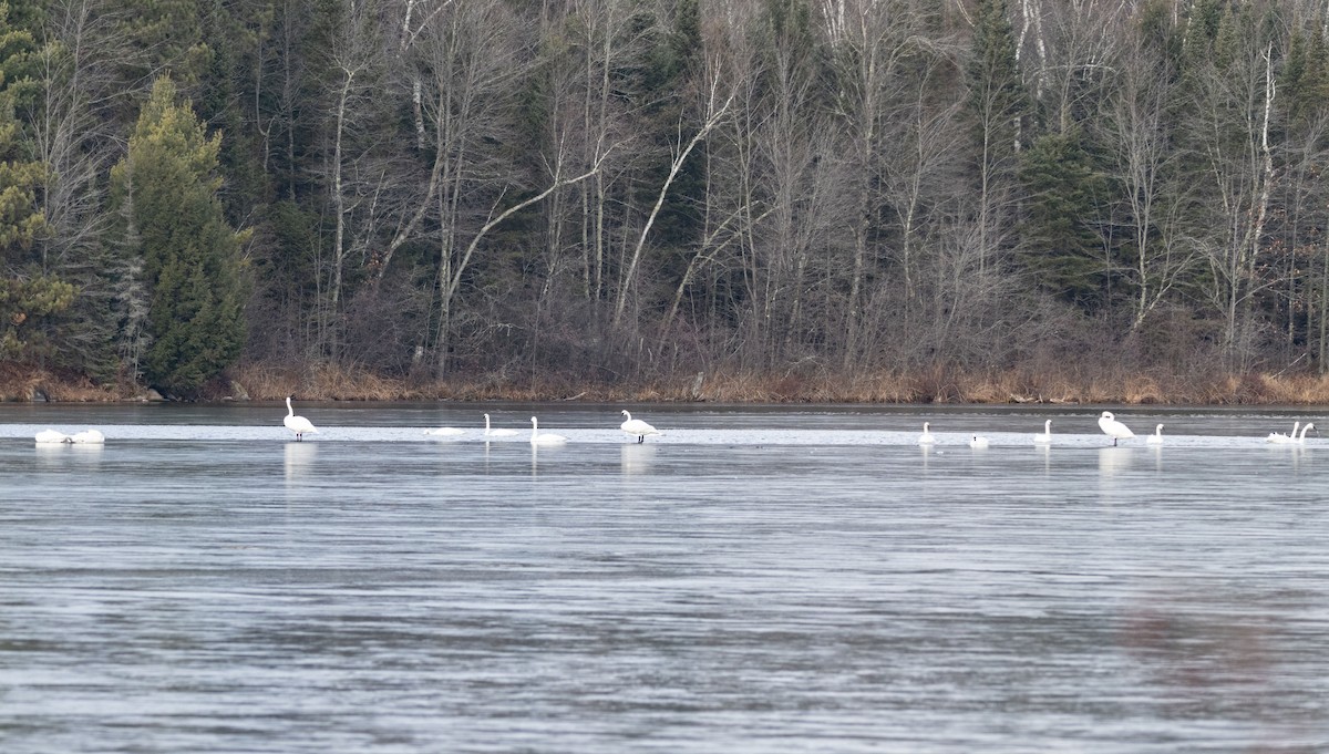 Trumpeter Swan - ML645627040