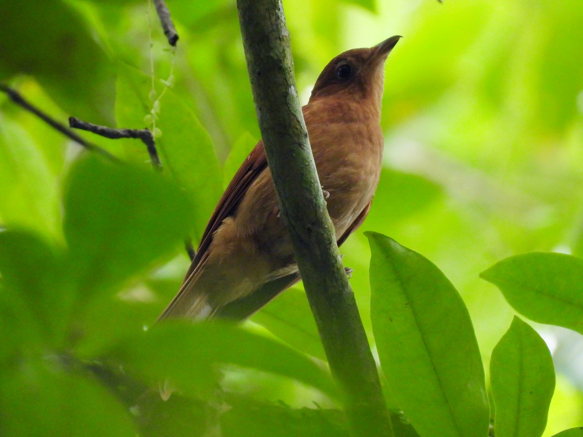 Rufous Piha - ML645627044