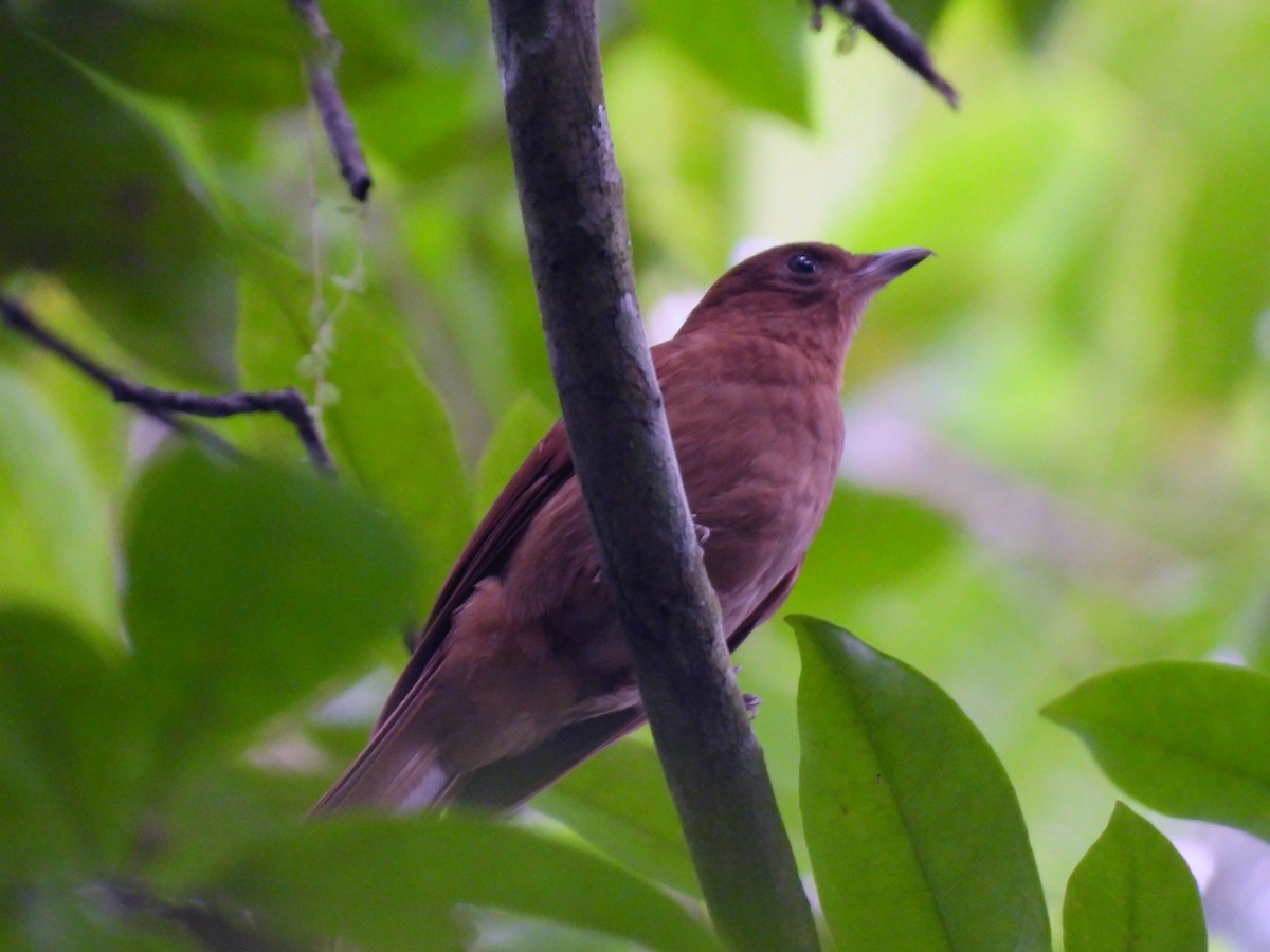 Rufous Piha - ML645627047