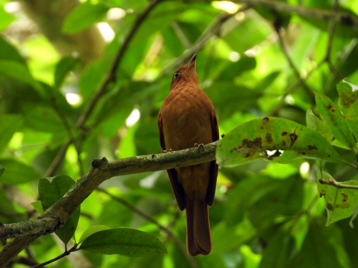 Rufous Piha - ML645627048