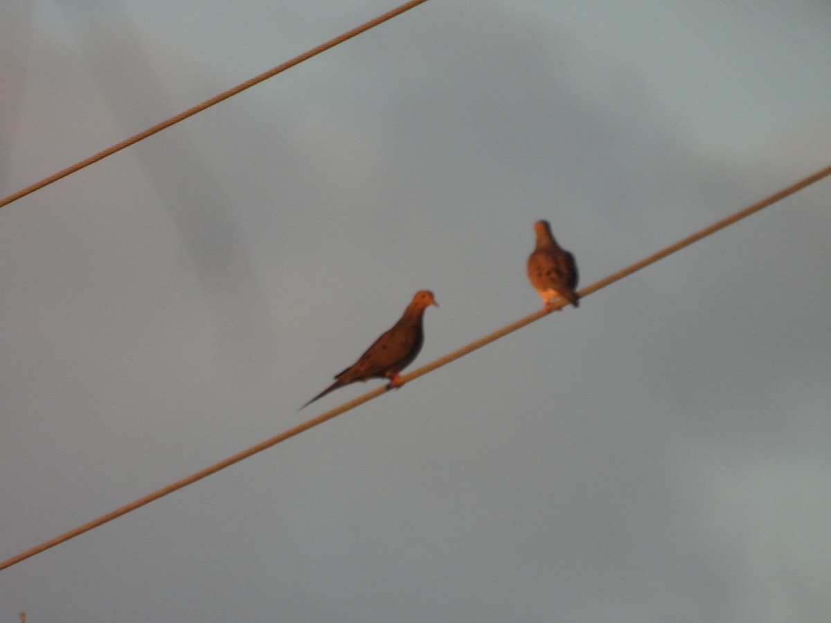 ナゲキバト - ML645627051