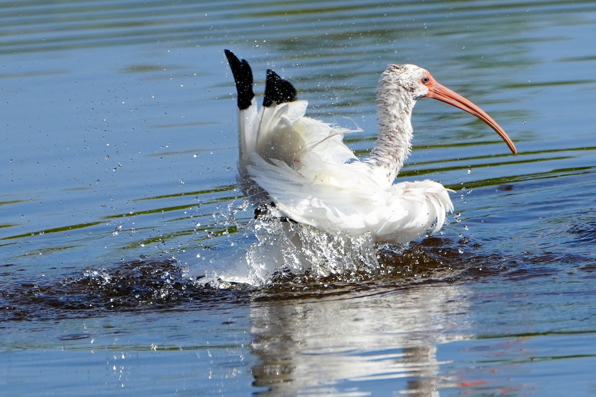 Ak Aynak - ML645627056