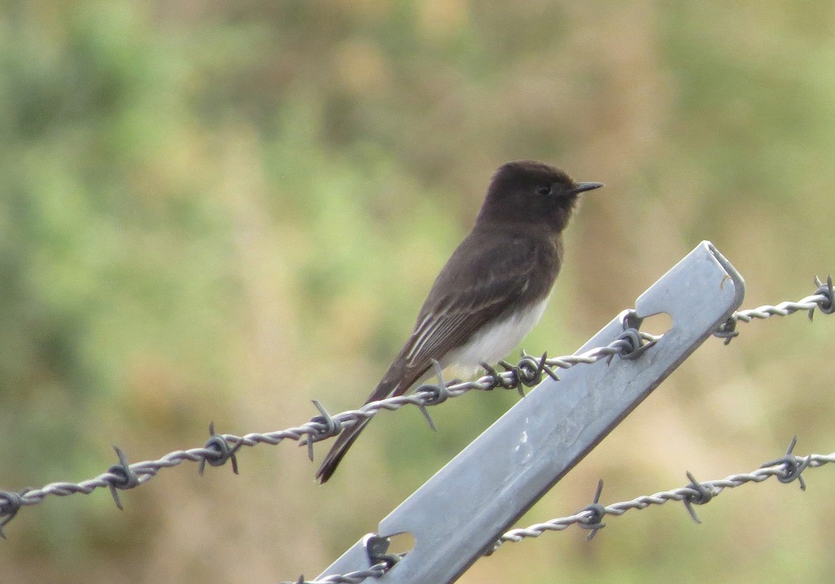 Black Phoebe - ML645627059
