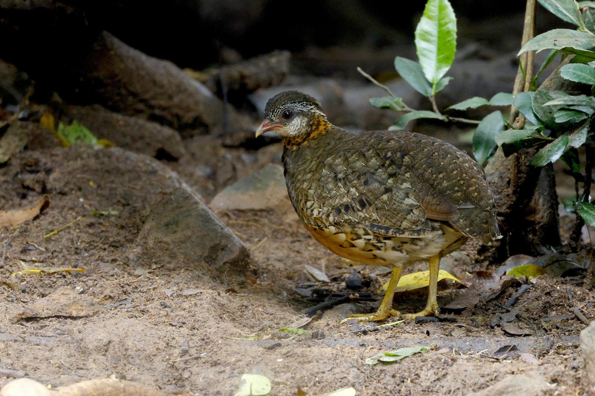 Scaly-breasted Partridge - ML645627073