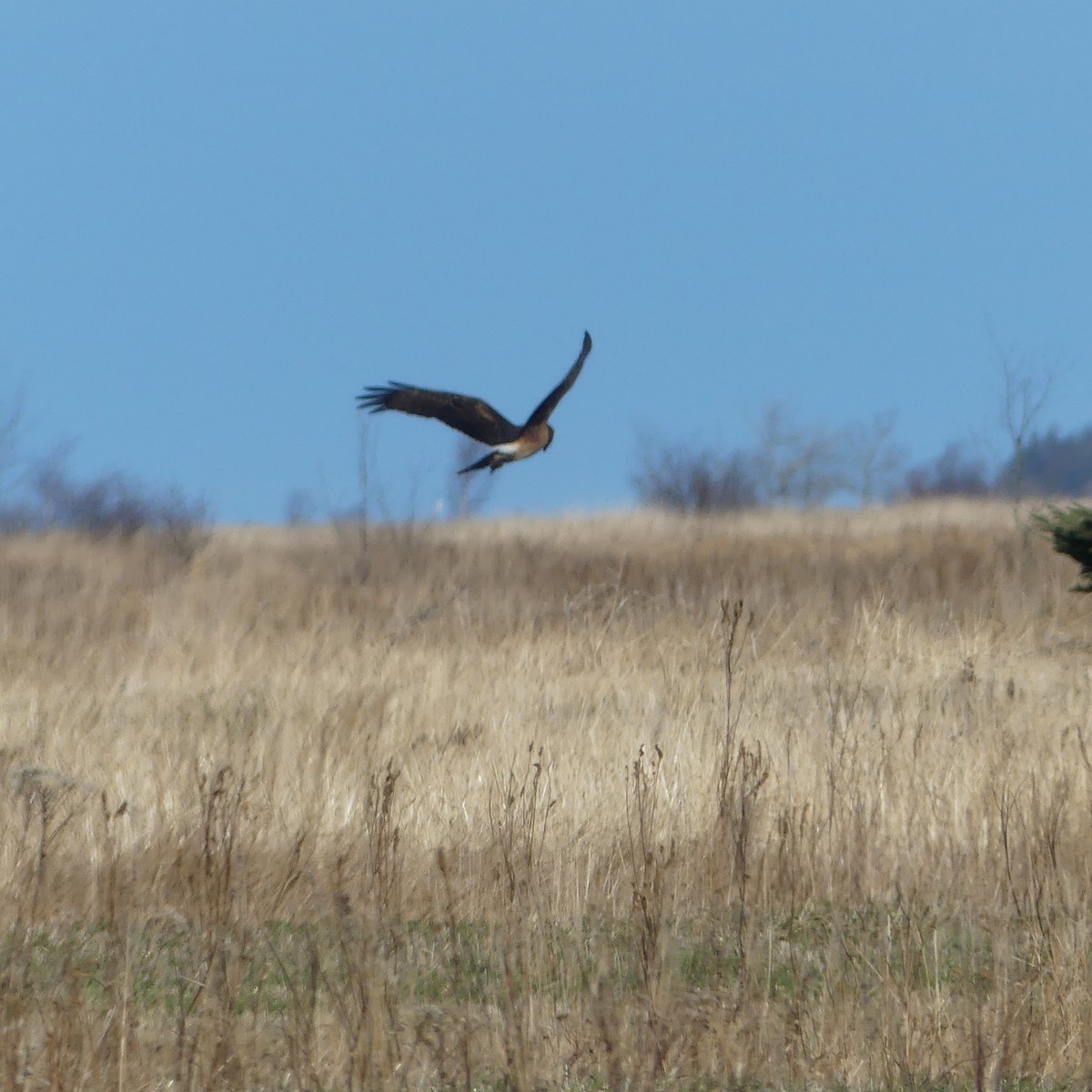 Лунь американський - ML645627075