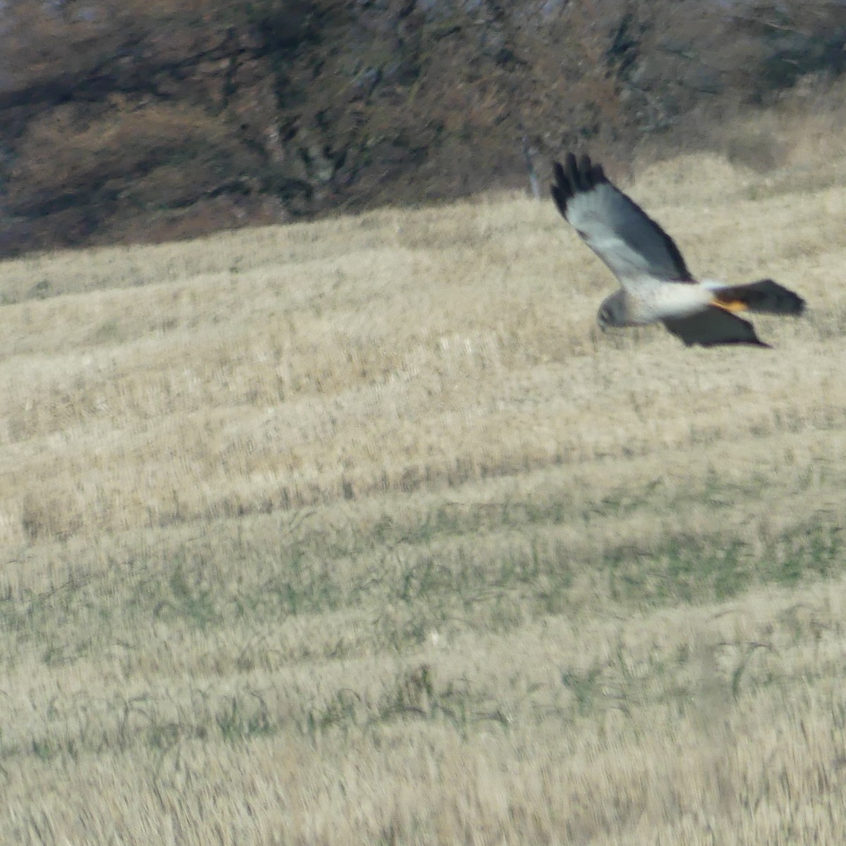 Лунь американський - ML645627076