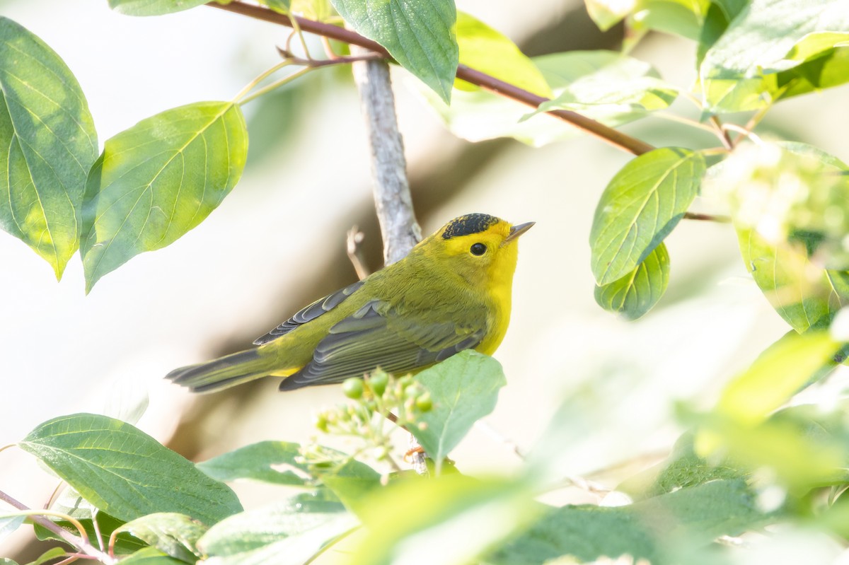 Wilson's Warbler - ML645627080