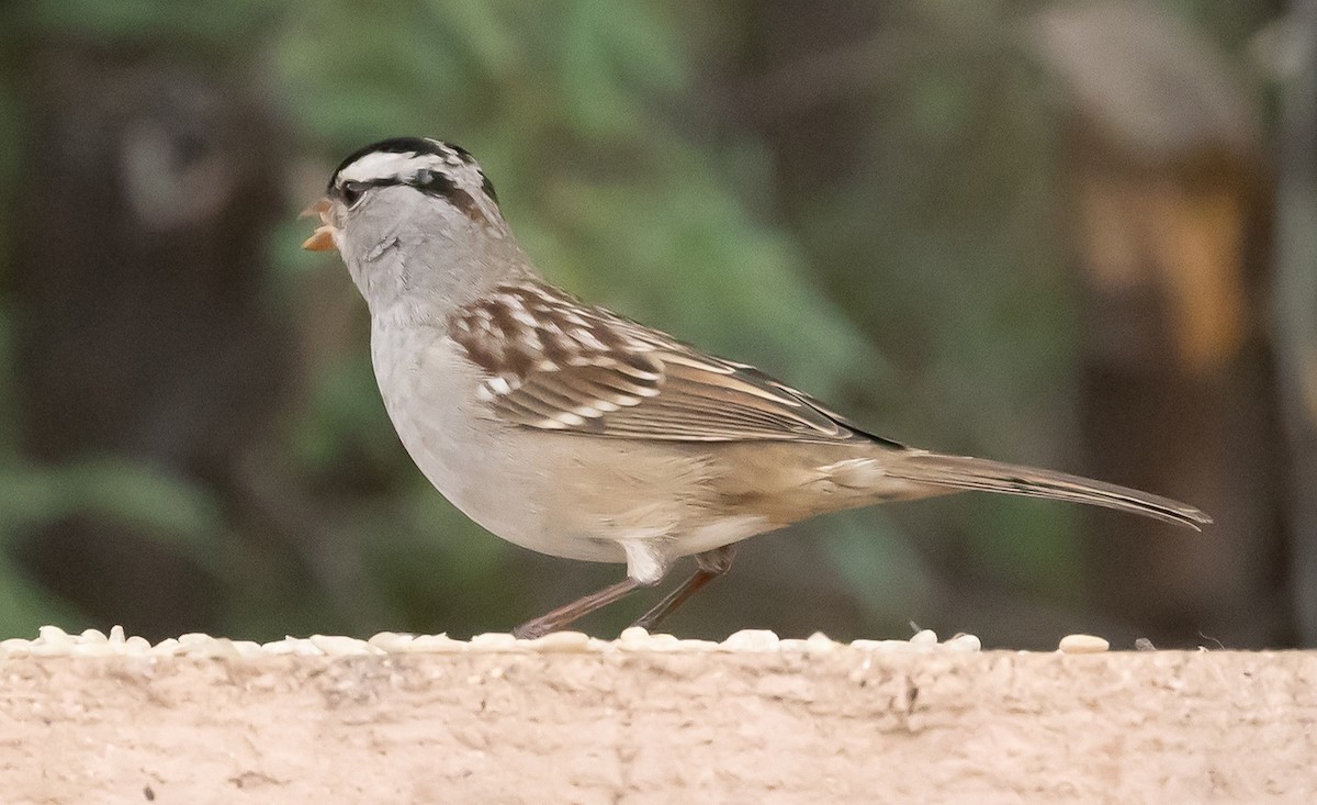 White-crowned Sparrow (Gambel's) - ML645627087